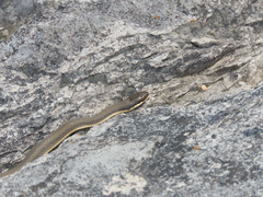 Regina septemvittata