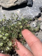 Sabulina nuttallii nuttallii