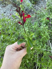 Salvia greggii