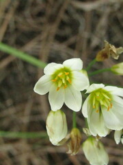 Nothoscordum
