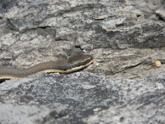 Regina septemvittata