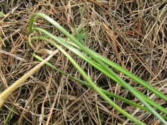 Nothoscordum