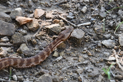 Gloydius intermedius