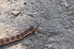 Gloydius intermedius