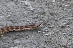 Gloydius intermedius