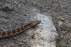 Gloydius intermedius