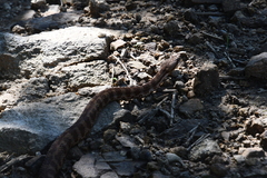 Gloydius intermedius