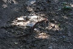 Gloydius intermedius