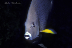 Pomacanthus arcuatus