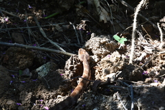 Gloydius intermedius