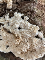 Irpiciporus