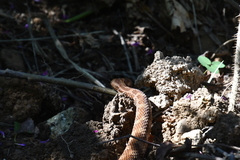 Gloydius intermedius