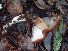 Rhodocollybia badiialba