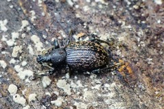 Otiorhynchus aurifer