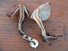 Rhodocollybia badiialba