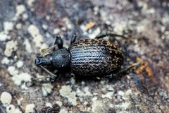 Otiorhynchus aurifer