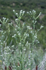 Cryptantha muricata jonesii