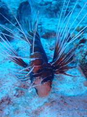 Pterois cincta