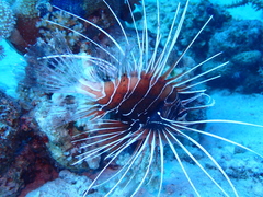 Pterois cincta