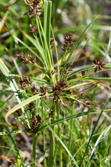 Cyperus flavidus