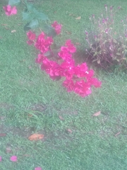 Bougainvillea glabra