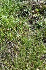 Cyperus flavidus