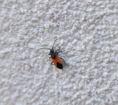 Melanopleurus bicolor