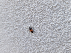 Melanopleurus bicolor