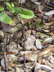 Avicennia germinans
