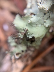 Parmotrema perforatum