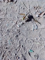 Agapostemon melliventris