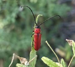 Tylosis oculatus