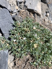 Astragalus kentrophyta