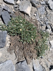 Astragalus kentrophyta