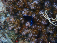 Pseudochromis springeri