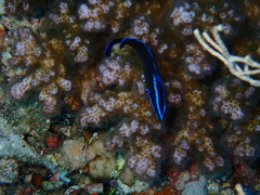 Pseudochromis springeri