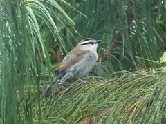 Tchagra australis
