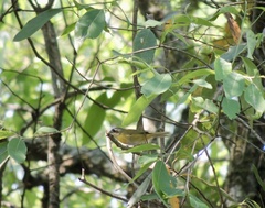 Chlorospingus flavopectus