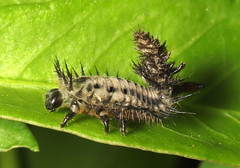 Conchyloctenia punctata