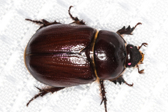 Oxygrylius ruginasus