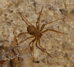 Loxosceles rufescens