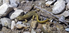 Semirechensk Salamander photo 3