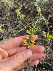 Acmispon glaber glaber