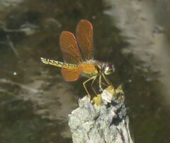 Perithemis domitia