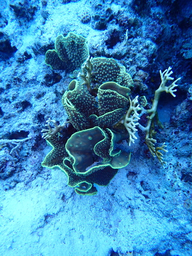 Yellow Scroll Coral (Turbinaria reniformis)