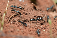 Neoponera