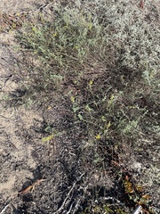 Acmispon glaber glaber