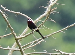 Ramphocelus carbo