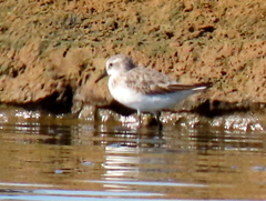 Calidris minuta