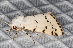 Grotella binda